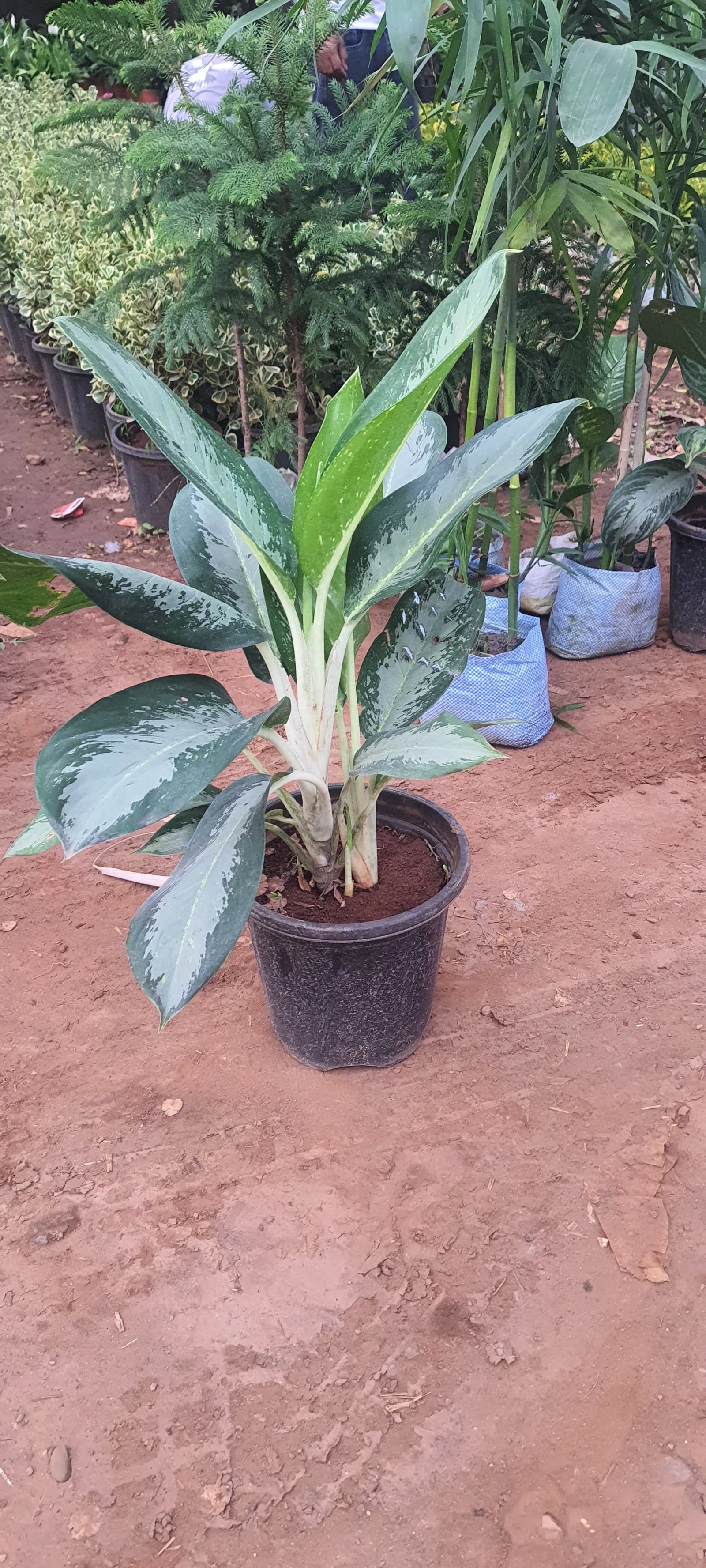 Indoor Plants 1