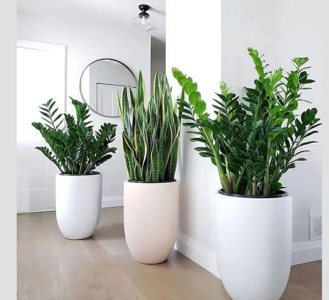 Indoor Plants 2