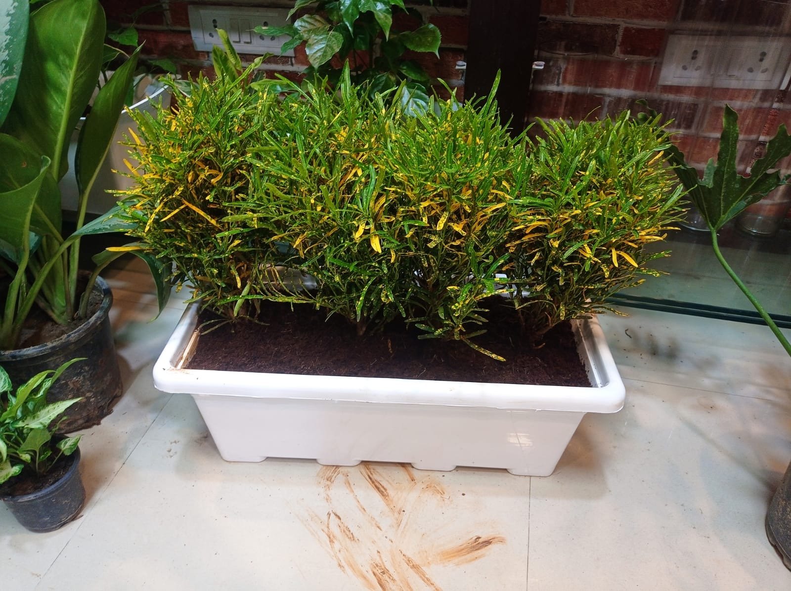 Indoor Plants 3