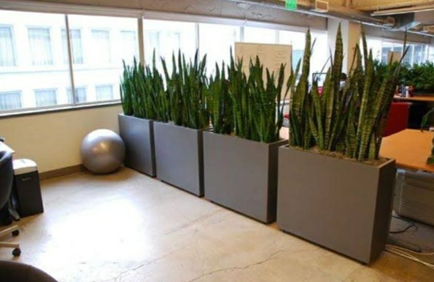 Indoor Plants 4