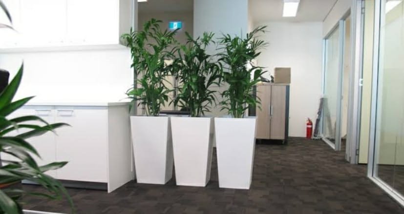 Indoor Plants 5