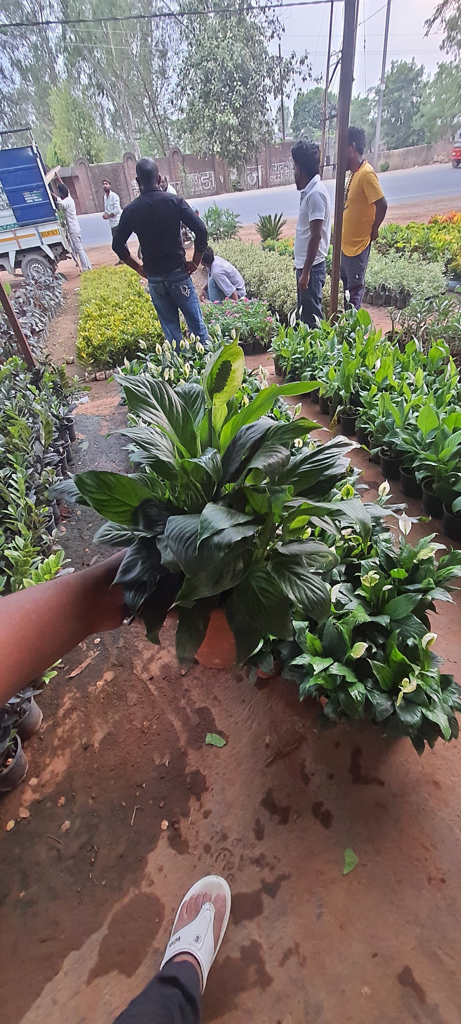 Indoor Plants 6