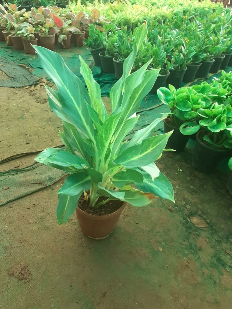 Indoor Plants 7