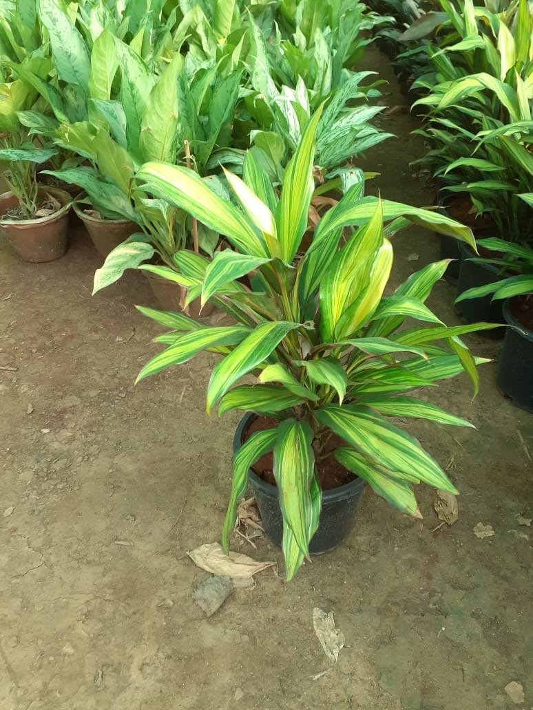 Indoor Plants 8