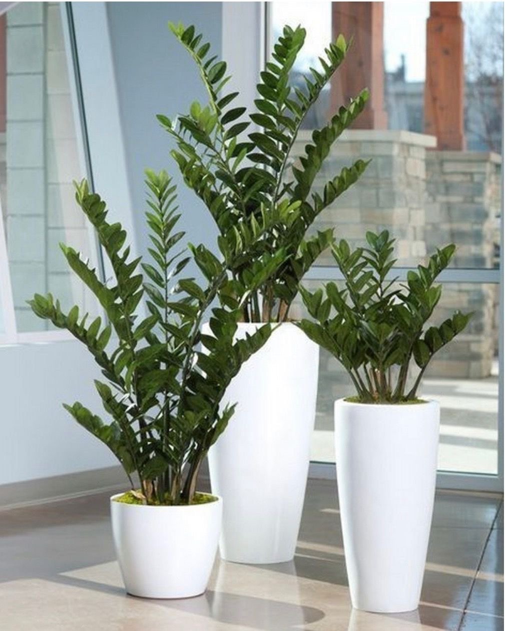 Indoor Plants 6