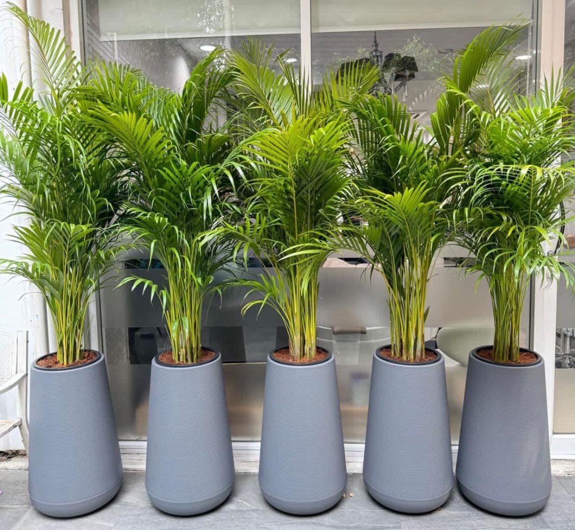 Indoor Plants 8