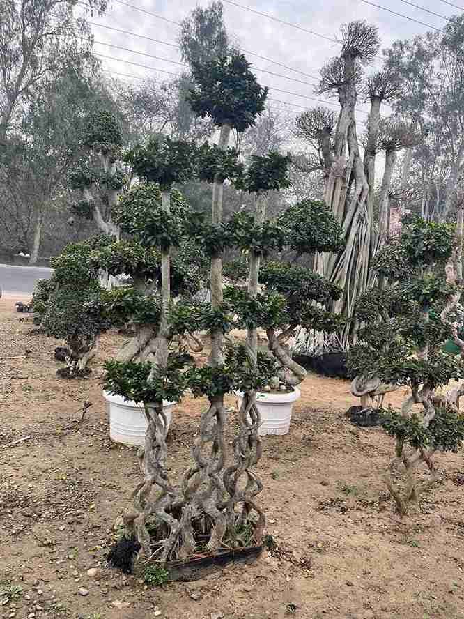 International Bonsai and Plants supply - 4