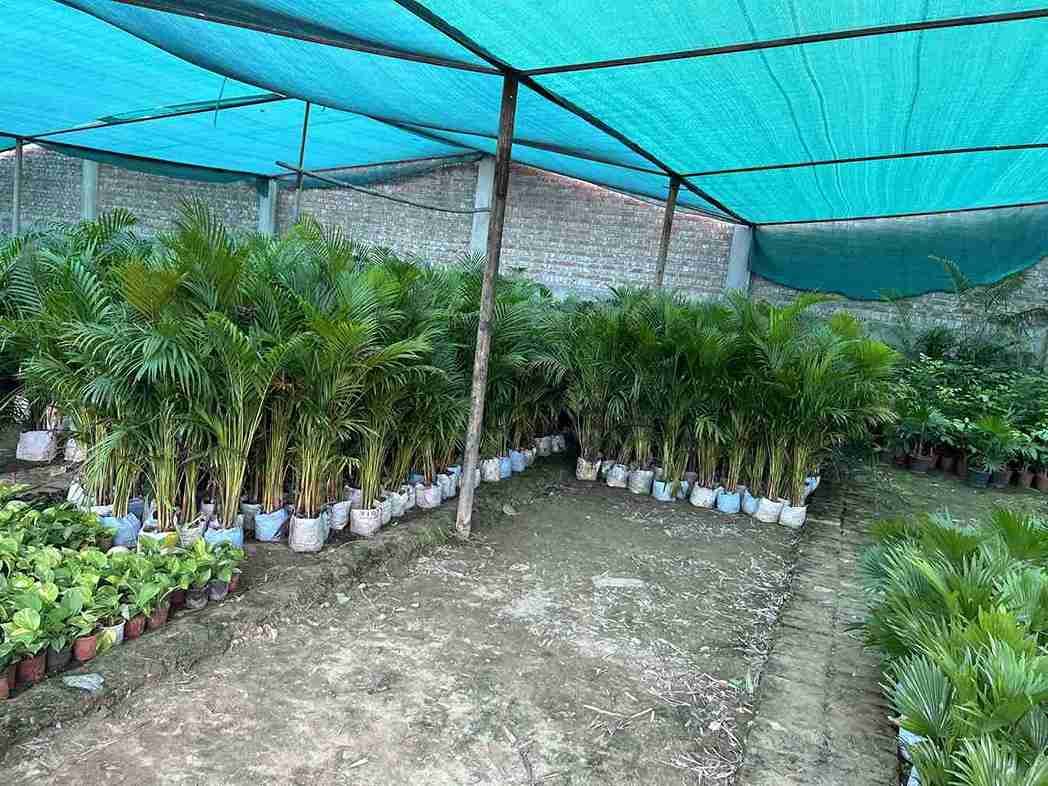 Timber Plants Supply Banner